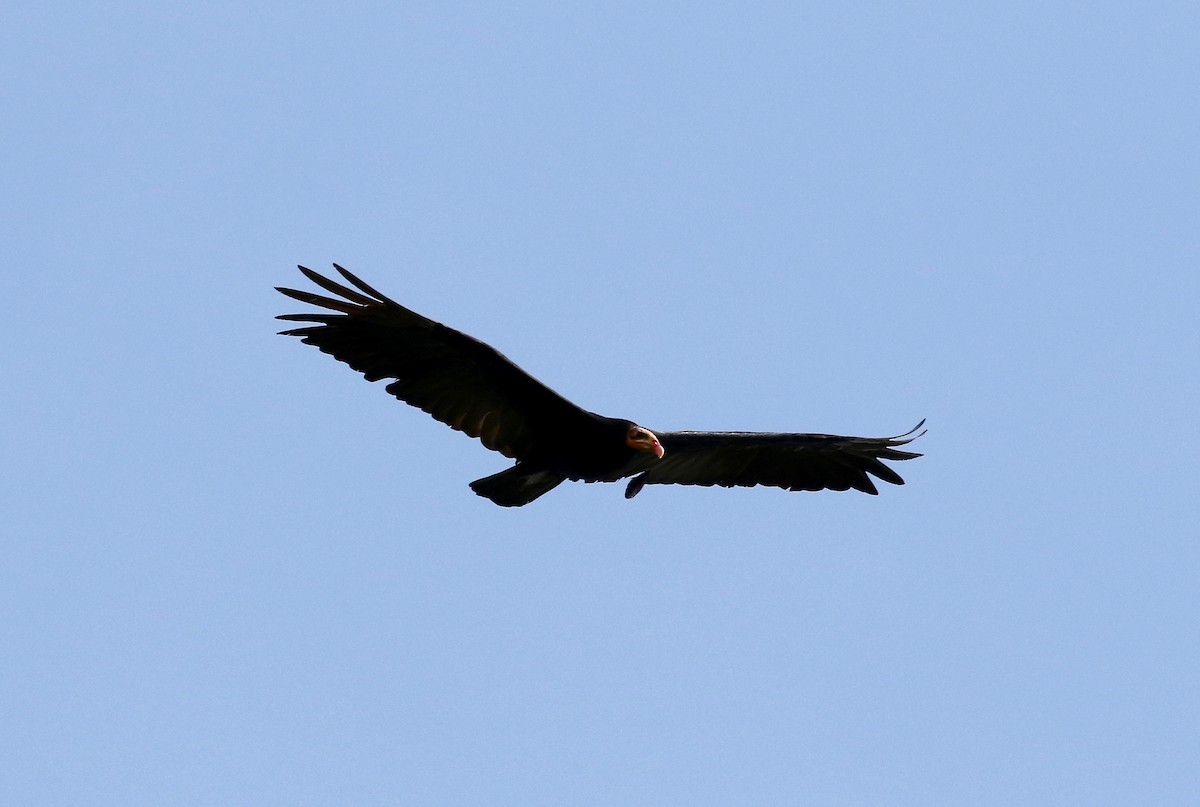 Greater Yellow-headed Vulture - Sandy Vorpahl