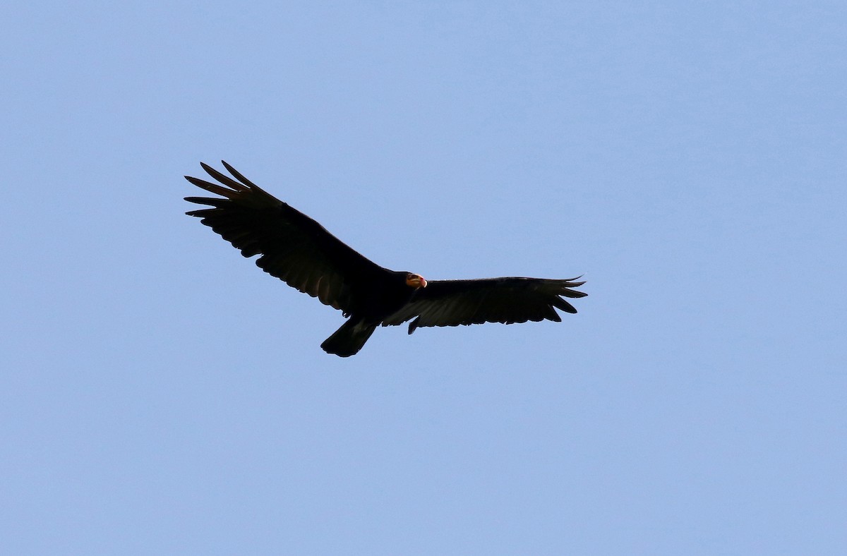 Greater Yellow-headed Vulture - Sandy Vorpahl