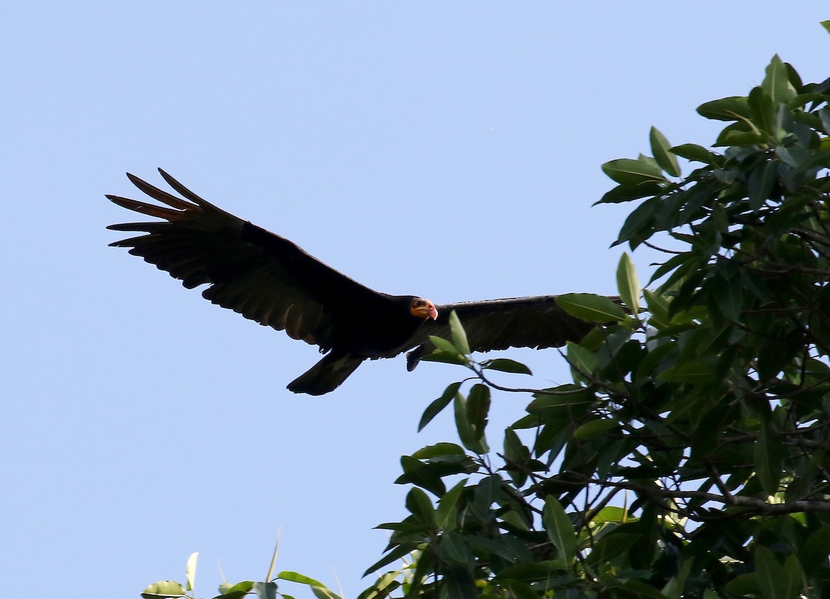Greater Yellow-headed Vulture - Sandy Vorpahl