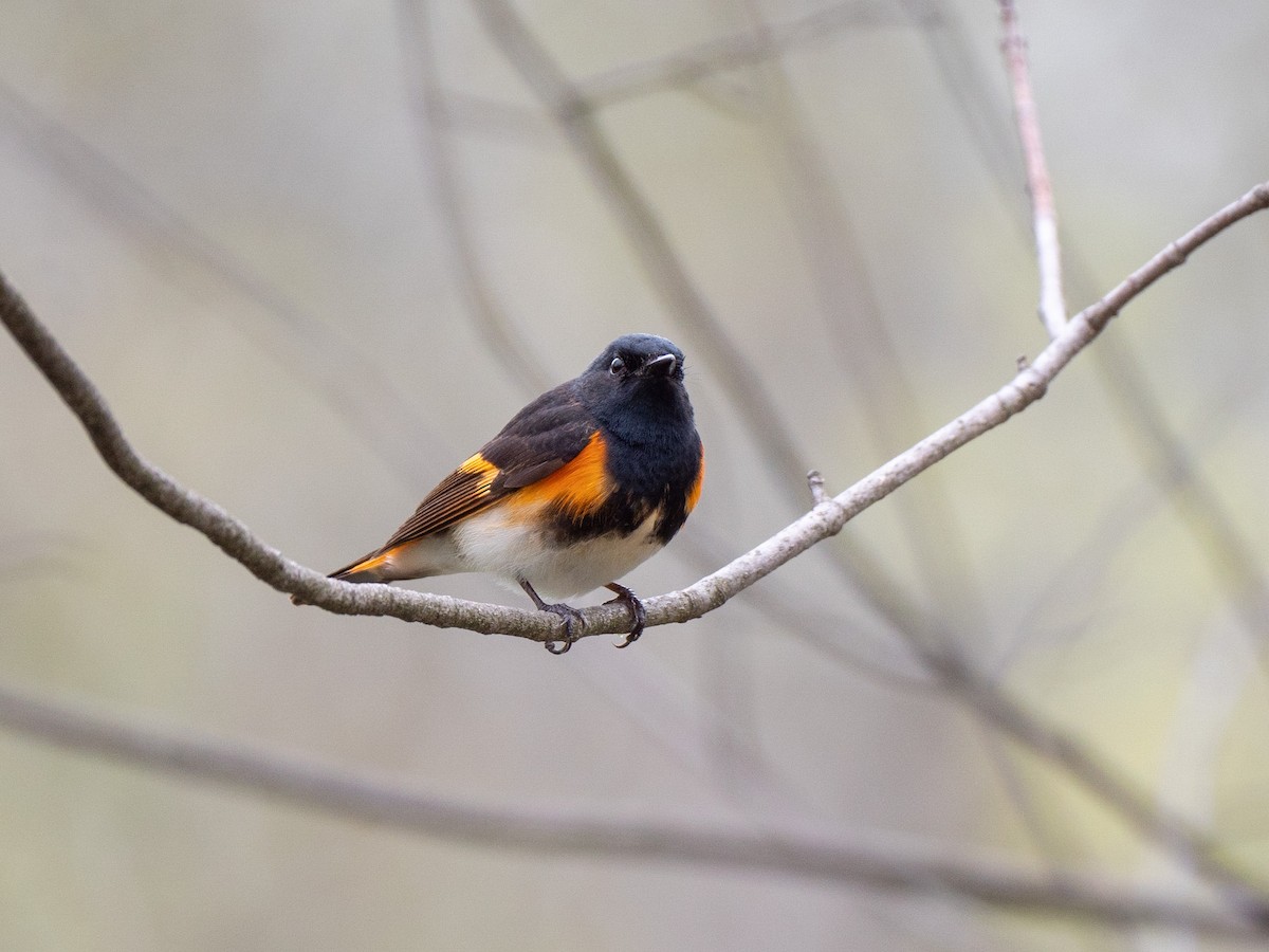 lesňáček lejsčí - ML445038281