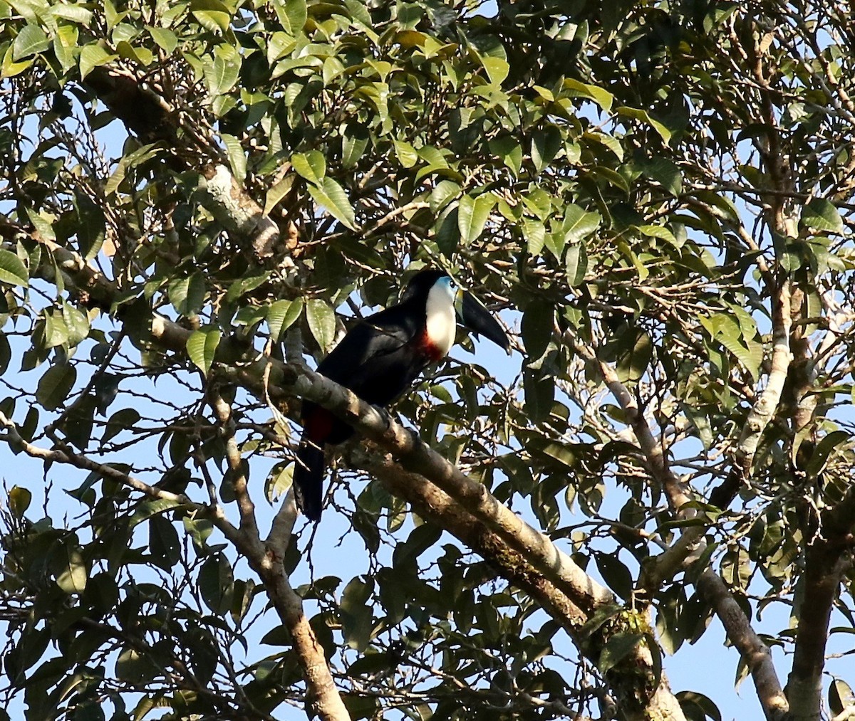 Channel-billed Toucan - ML445038381