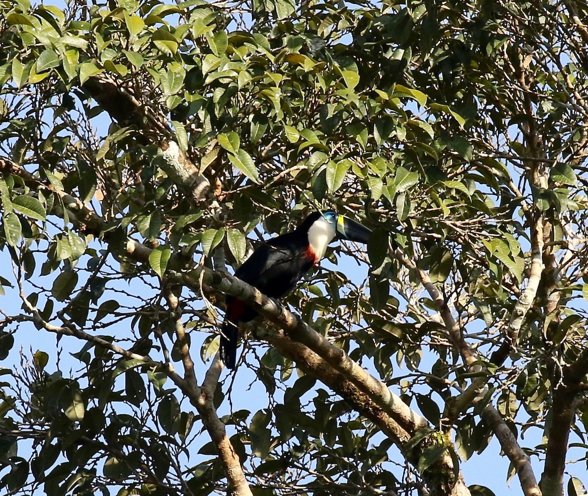 Channel-billed Toucan - ML445038391