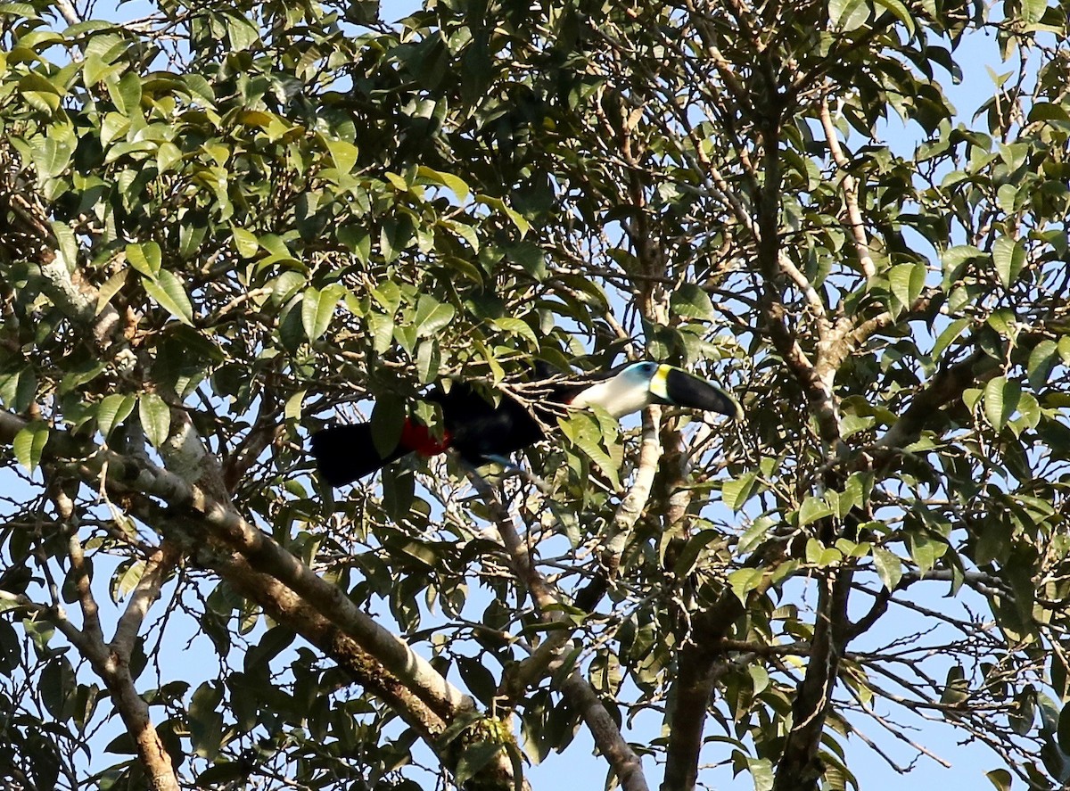 Channel-billed Toucan - ML445038401