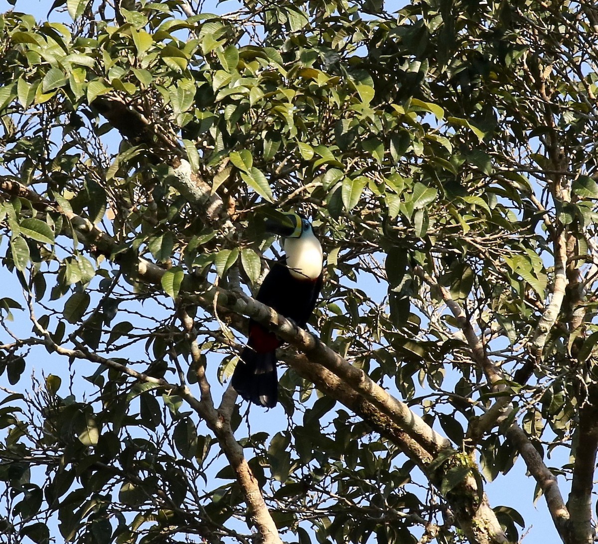 Channel-billed Toucan - ML445038411