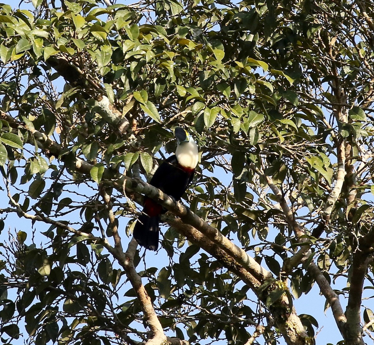 Channel-billed Toucan - ML445038421