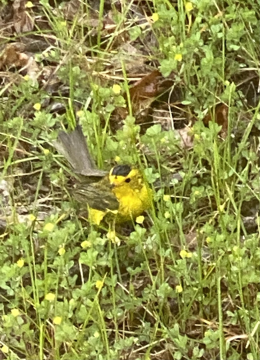 Wilson's Warbler - ML445039241