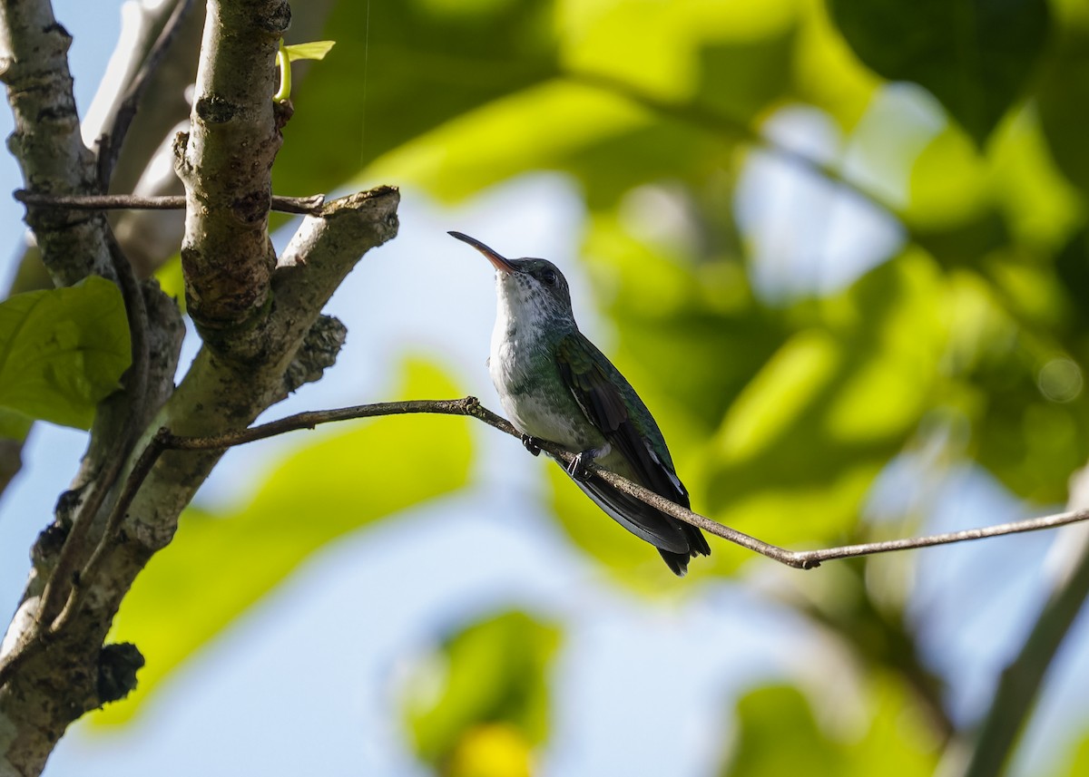 Sapphire-throated Hummingbird - Federico Pacheco