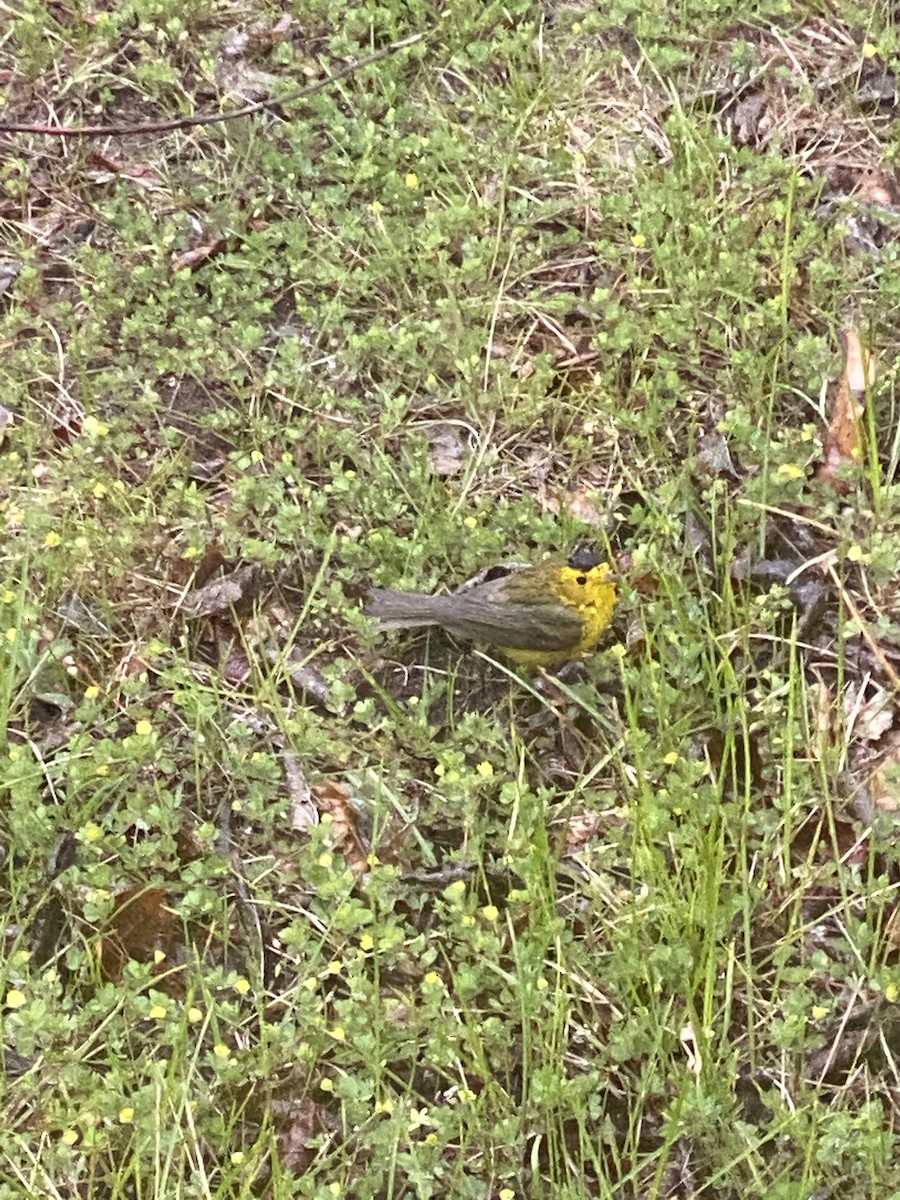 Wilson's Warbler - ML445039291