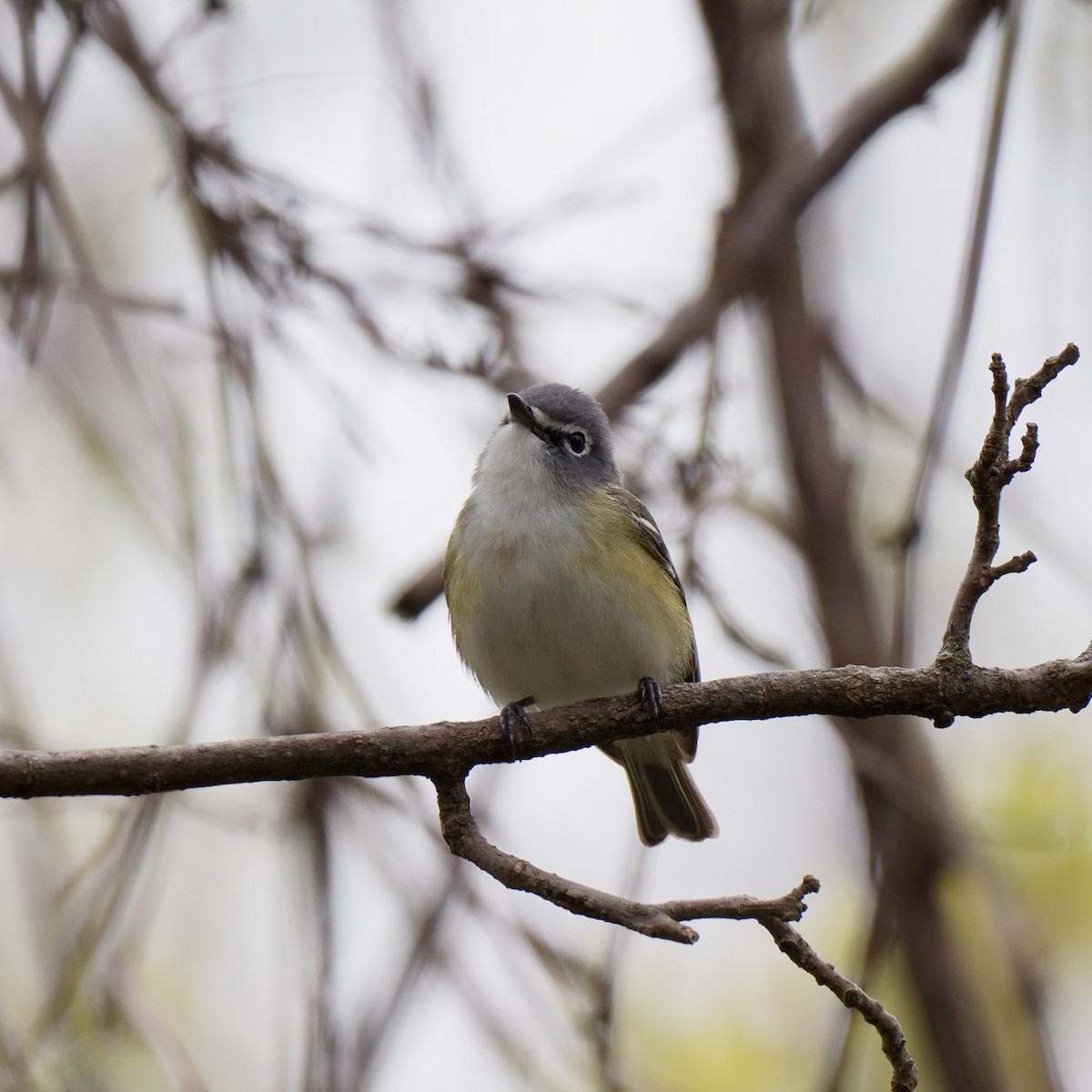 zelenáček brýlový - ML445039821