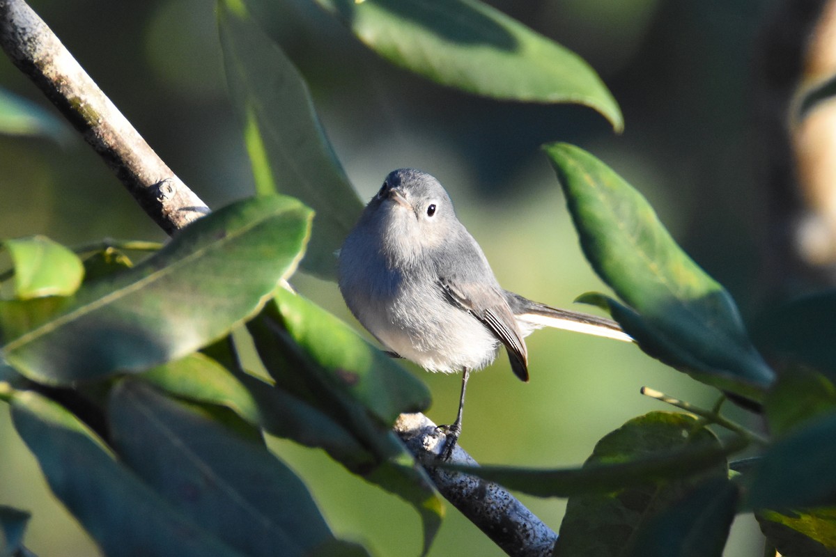 Blue-gray Gnatcatcher (Cozumel) - ML44504031