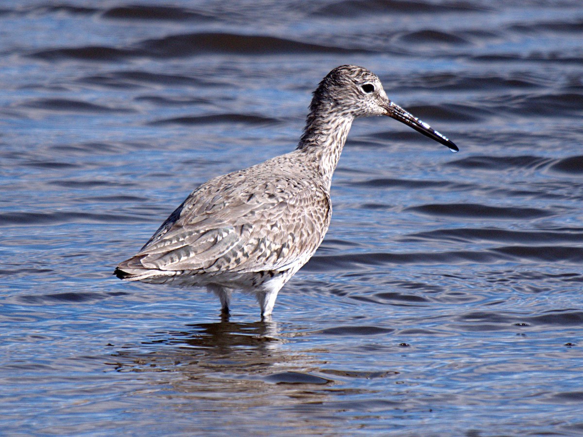 Willet - ML445041181