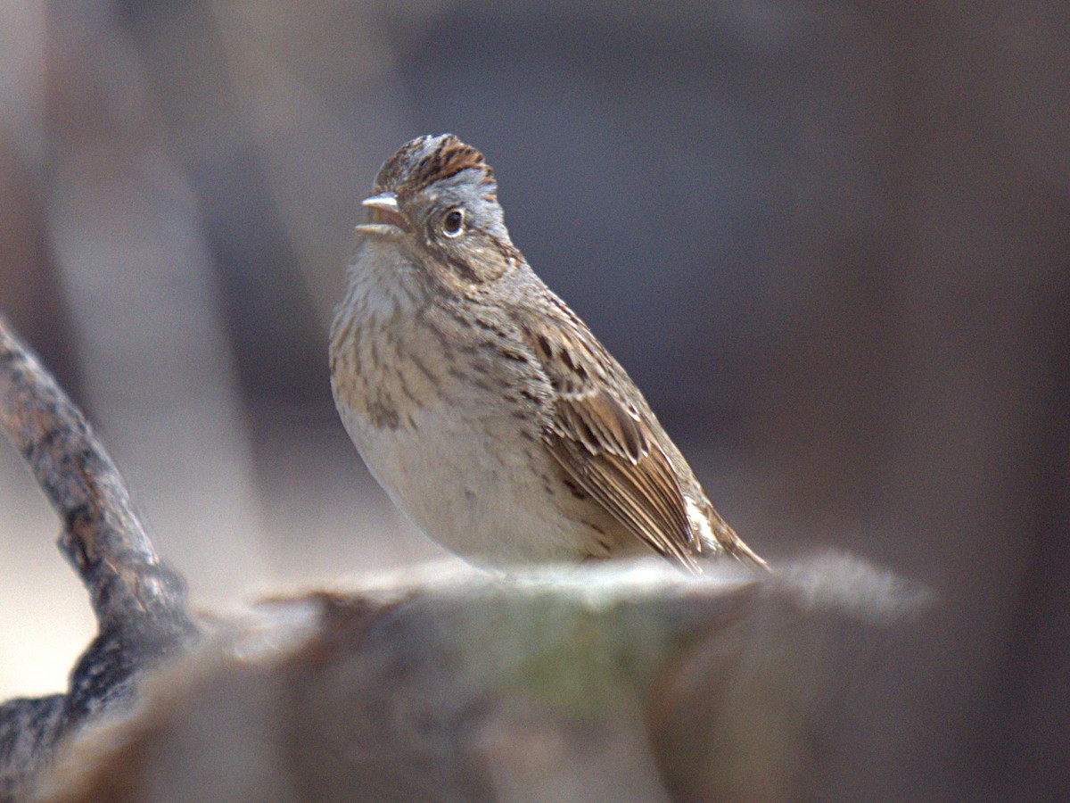 Lincoln's Sparrow - Rob Worona