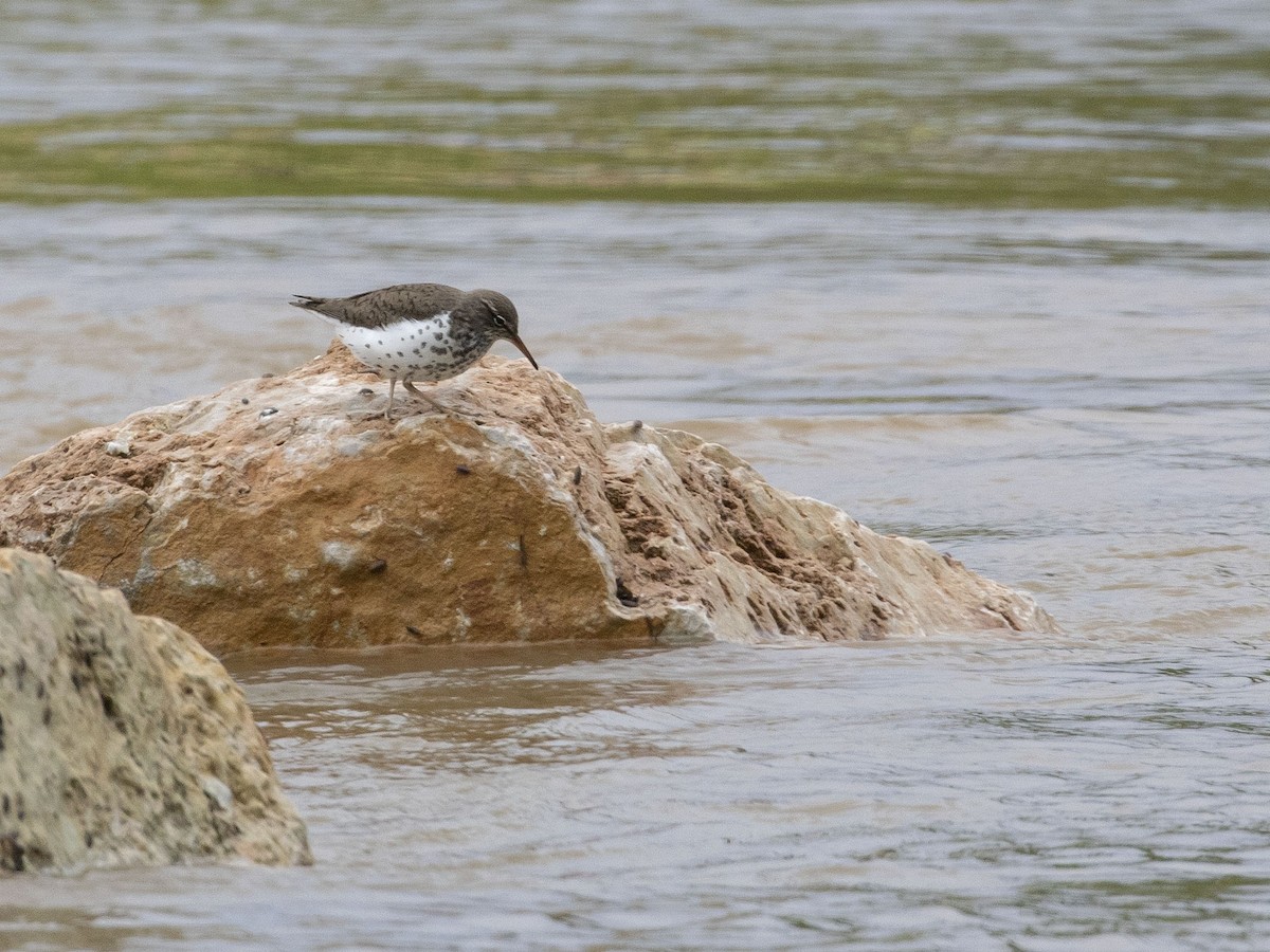 Spotted Sandpiper - ML445042181