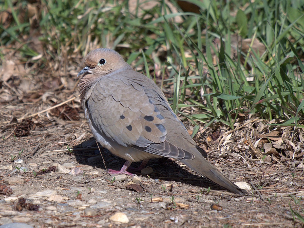 Mourning Dove - ML445042251