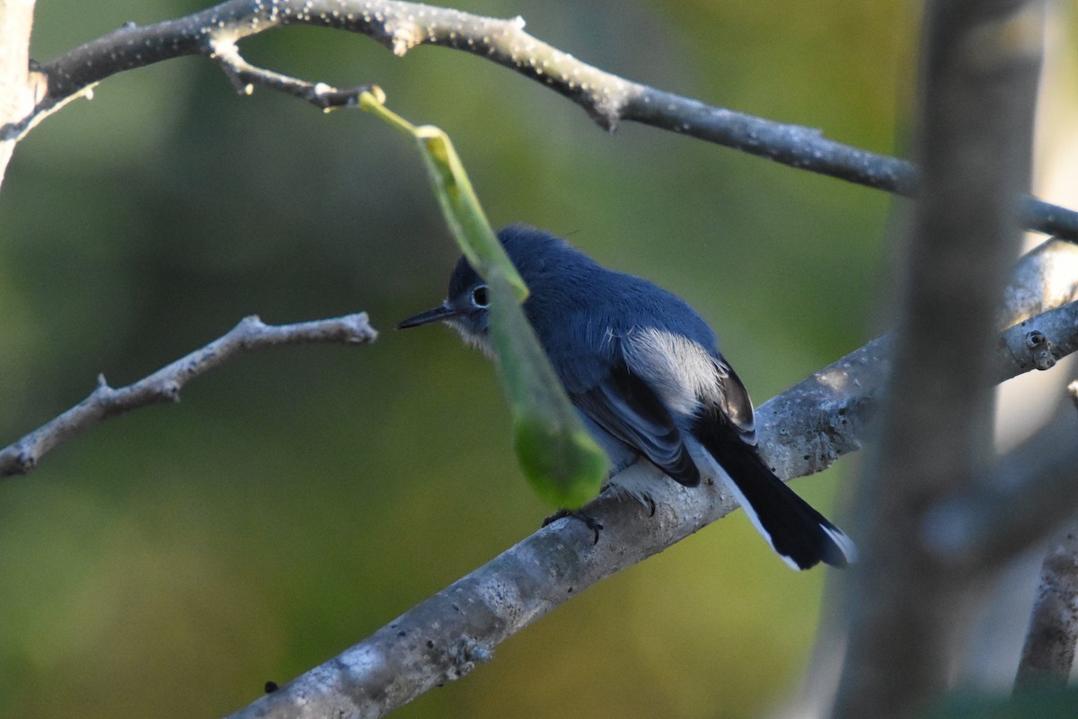 Blue-gray Gnatcatcher (Cozumel) - ML44504231