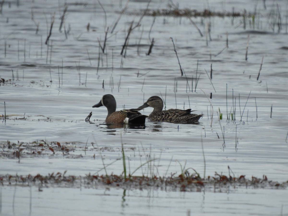 Blue-winged Teal - ML445043991