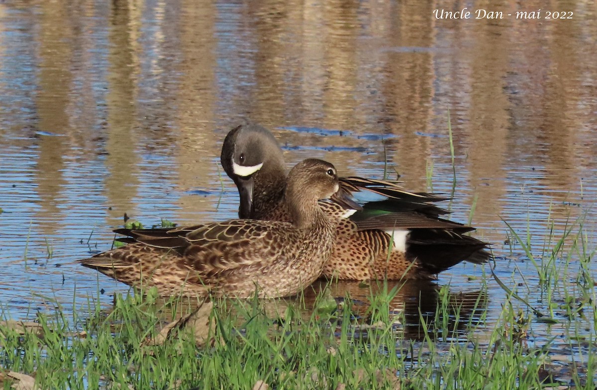 Blue-winged Teal - ML445044991