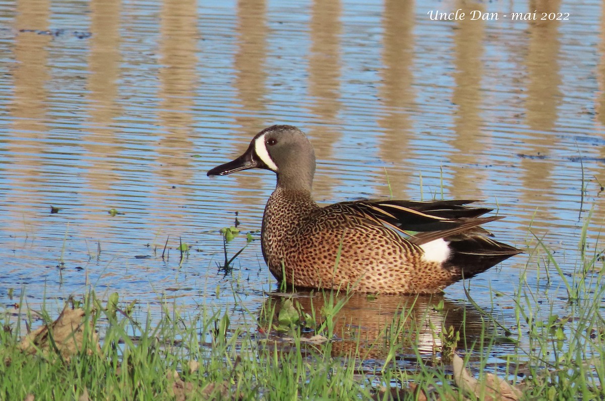 Blue-winged Teal - ML445045071