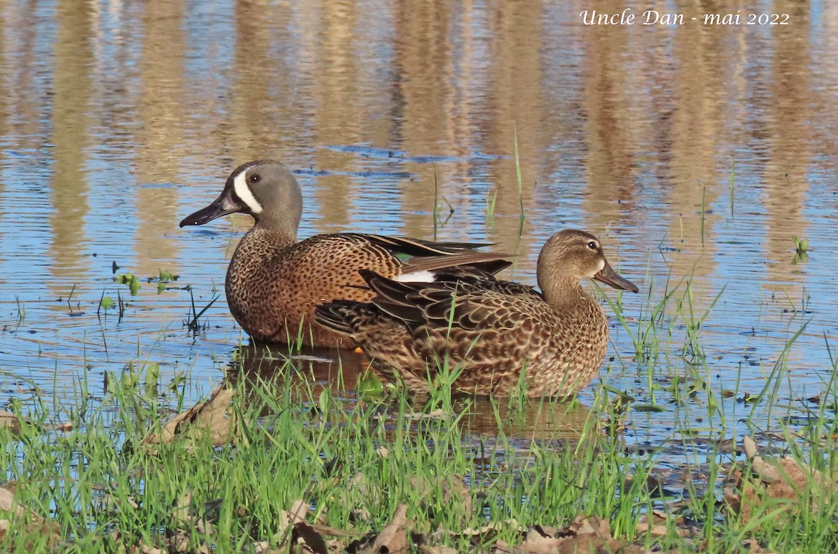 Blue-winged Teal - ML445045151