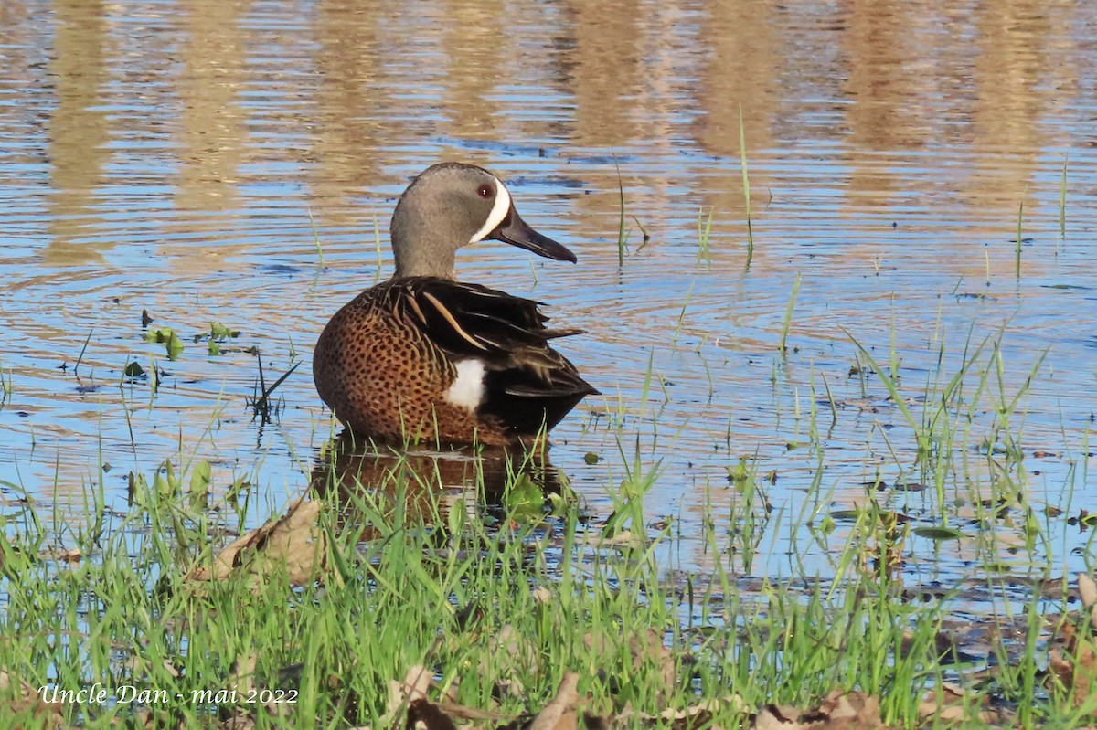 Blue-winged Teal - ML445045391