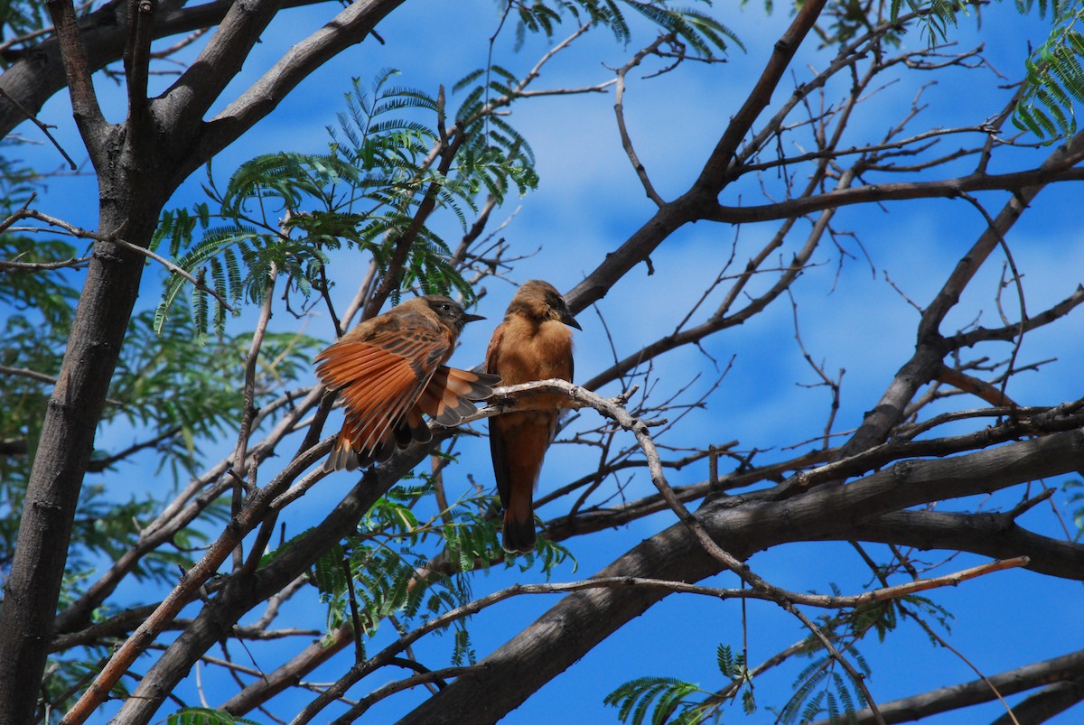 Cliff Flycatcher - ML445047331
