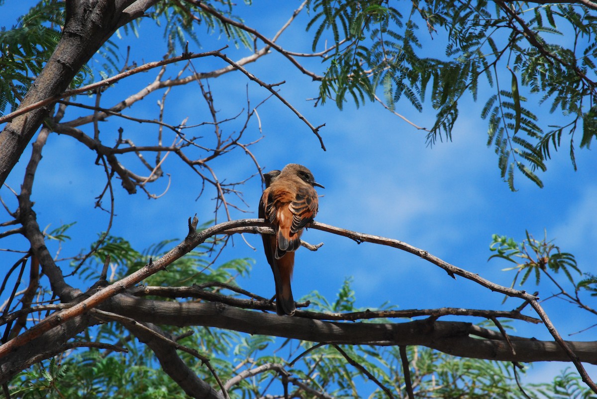 Cliff Flycatcher - ML445047451