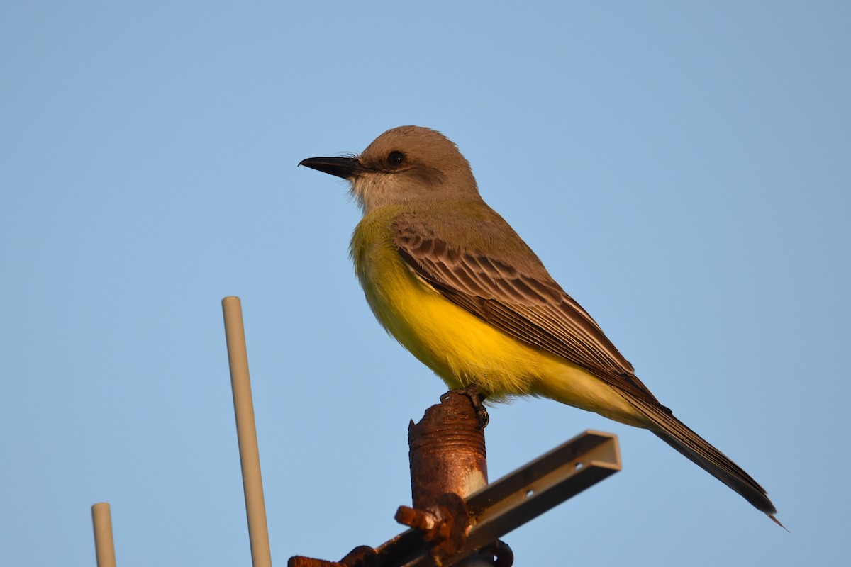 Tropical Kingbird - ML44504801