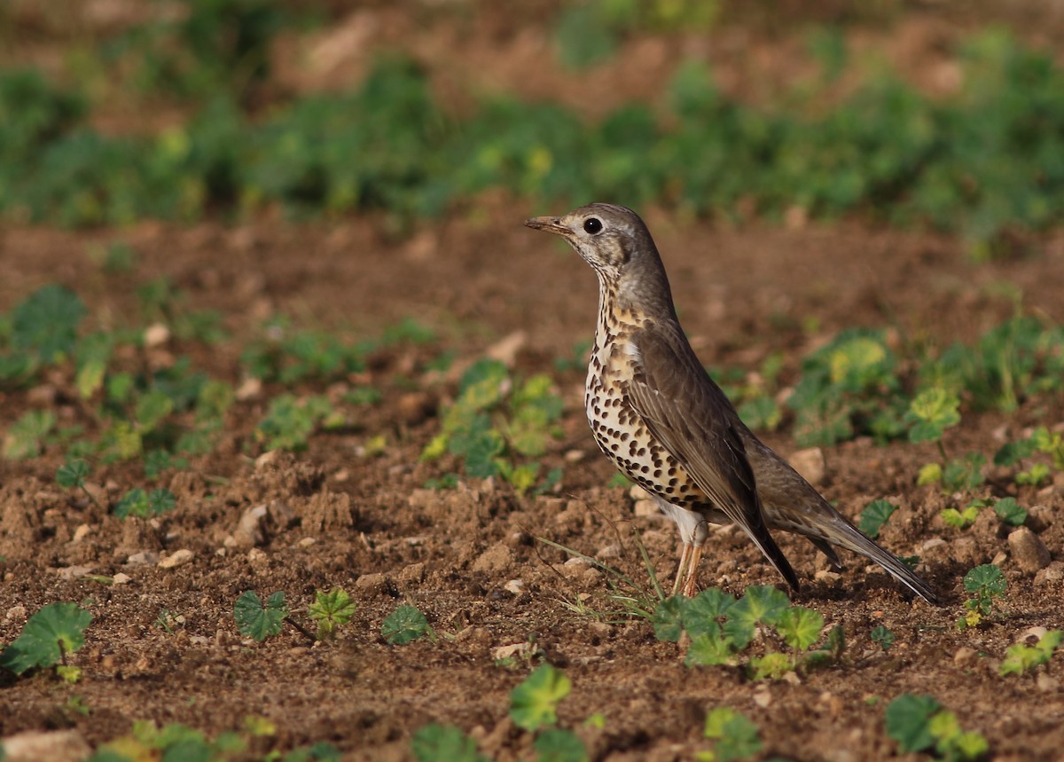 Mistle Thrush - ML44504961