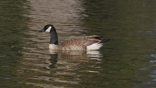 Canada Goose (moffitti/maxima) - ML445050021