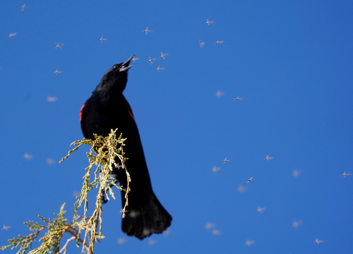 Red-winged Blackbird - ML445050131