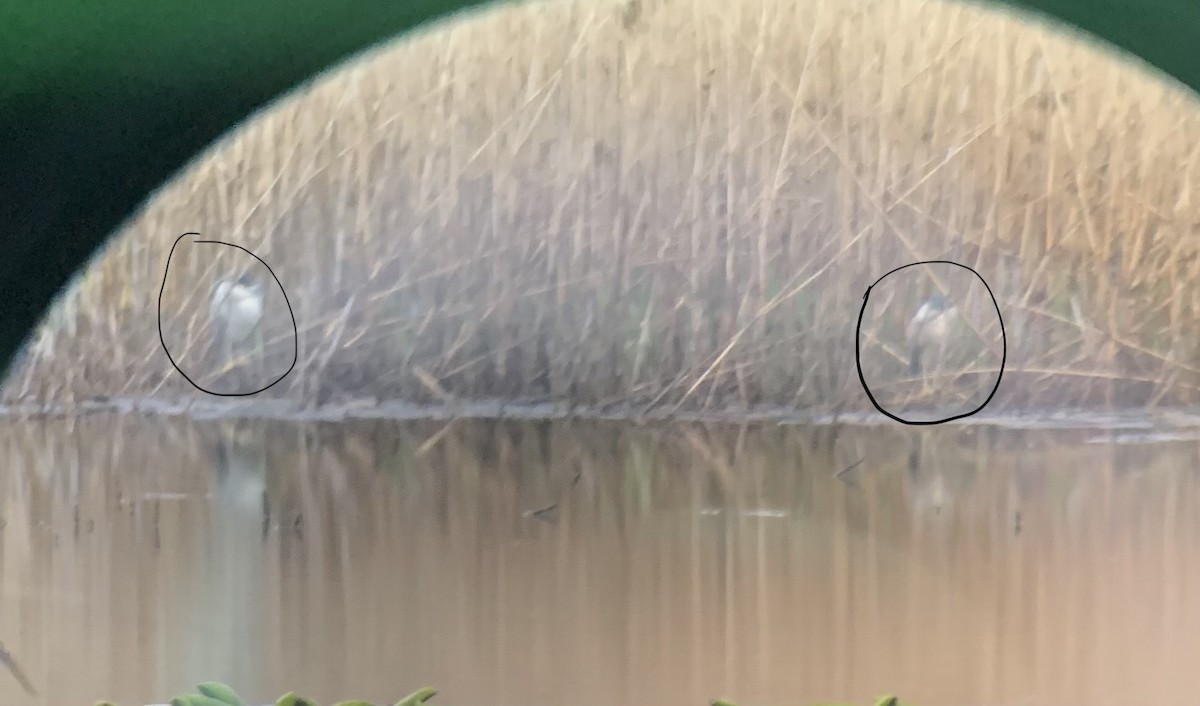 Black-crowned Night Heron - ML445050901