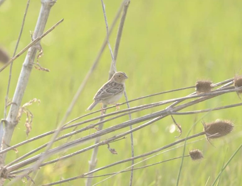 Grasshopper Sparrow - Daniel DeLapp