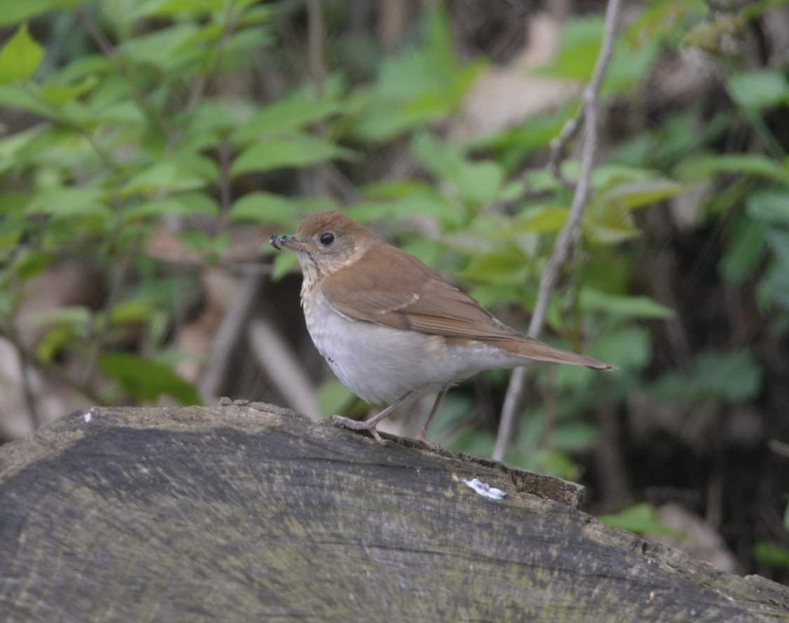 Veery - ML445053991