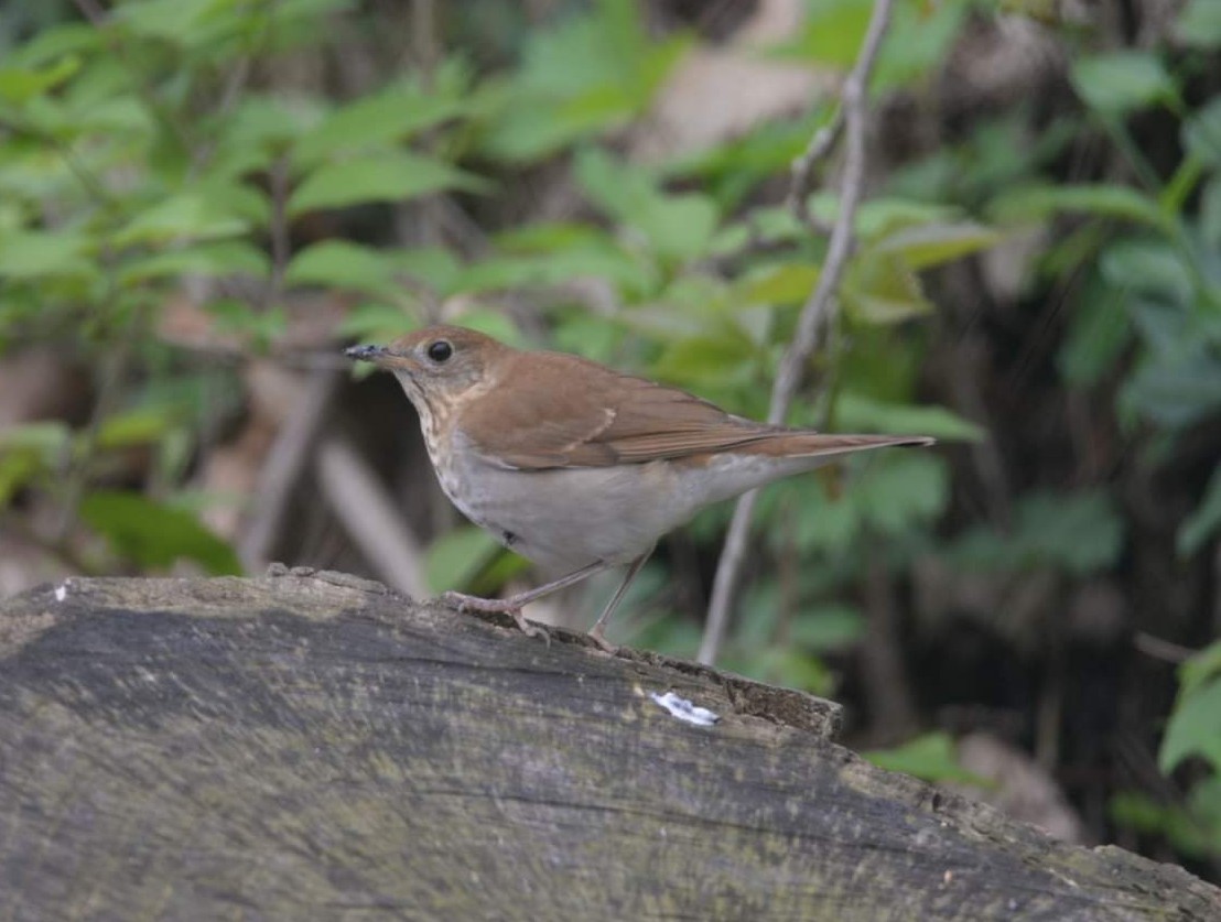 Veery - ML445054001