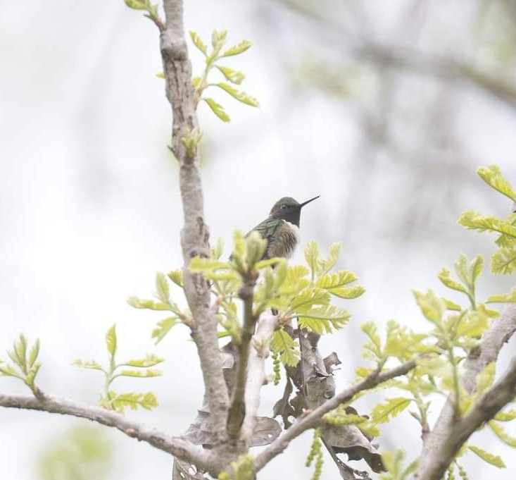 Ruby-throated Hummingbird - ML445054351