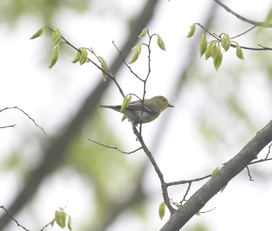 Yellow-throated Vireo - ML445054501