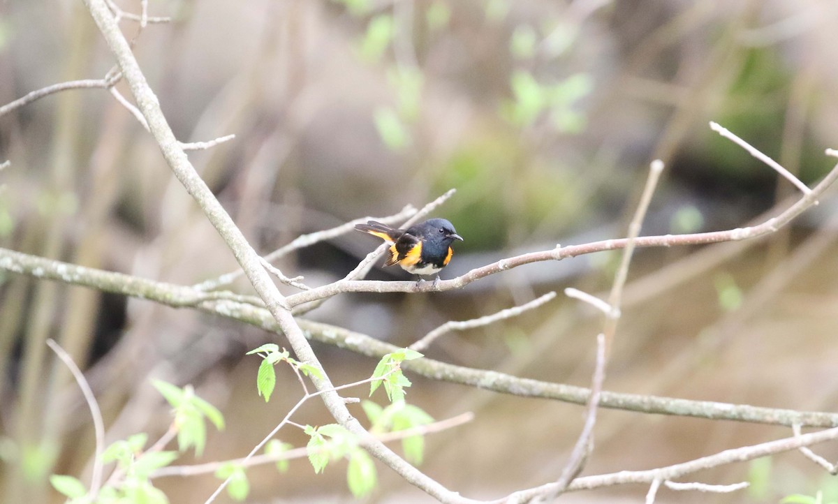 American Redstart - Kyle Gage