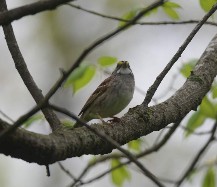 White-throated Sparrow - ML445054711