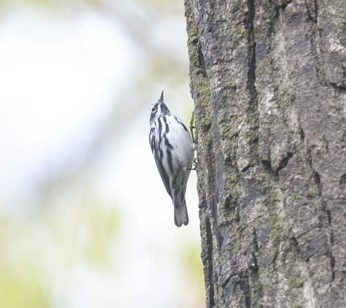 Black-and-white Warbler - ML445054791