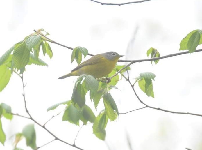 Nashville Warbler - ML445054951