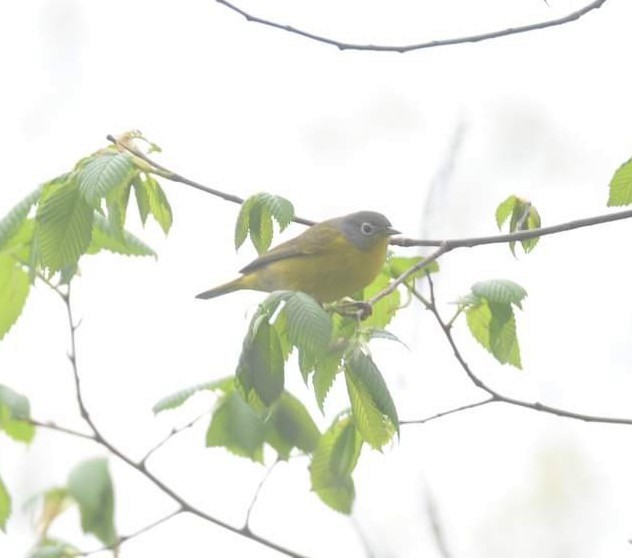 Nashville Warbler - ML445054961