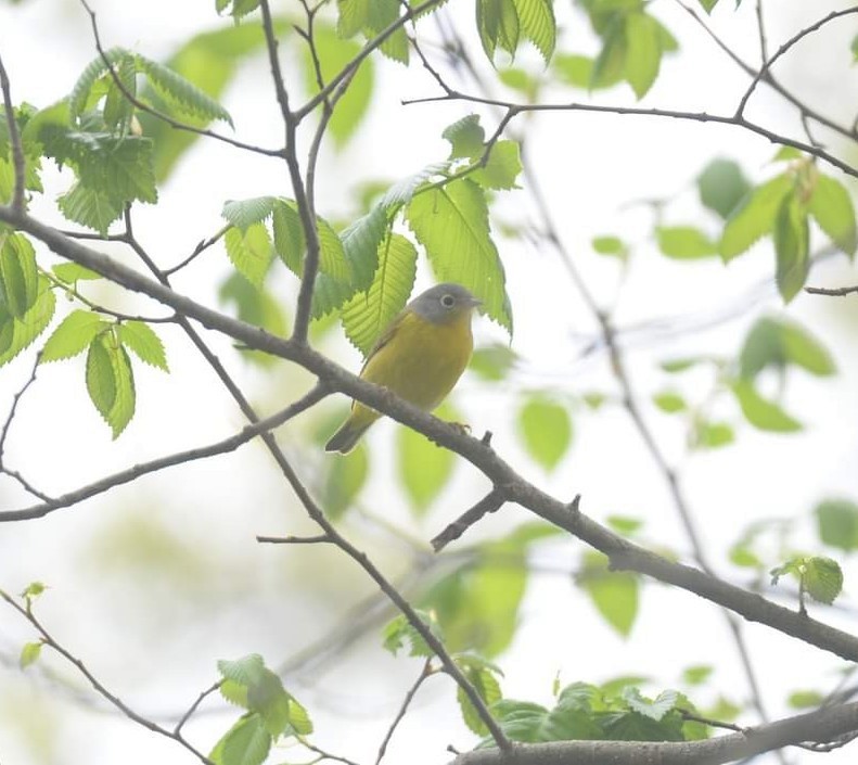 Nashville Warbler - ML445054971