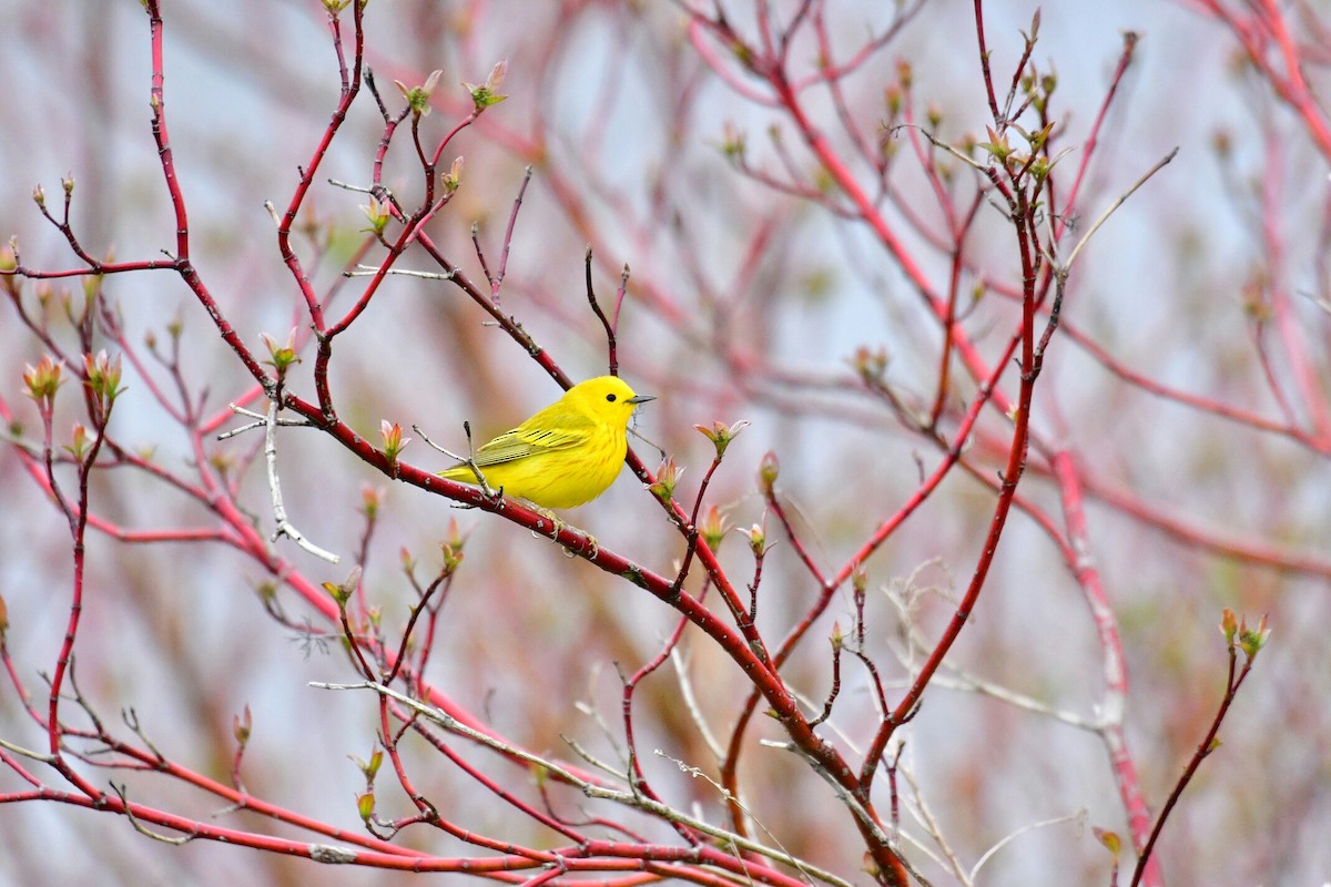 Yellow Warbler - jean jew