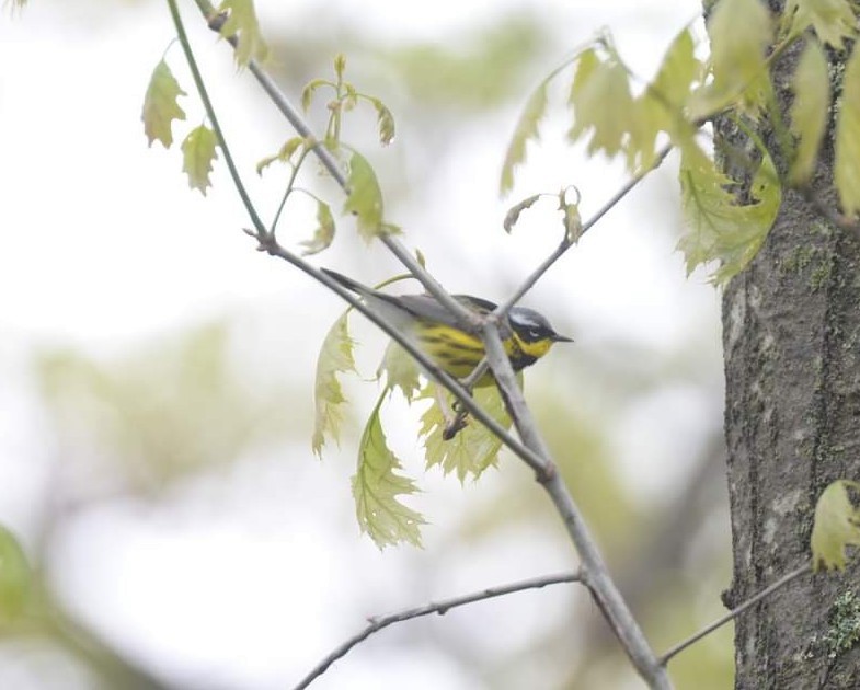 Magnolia Warbler - ML445055161