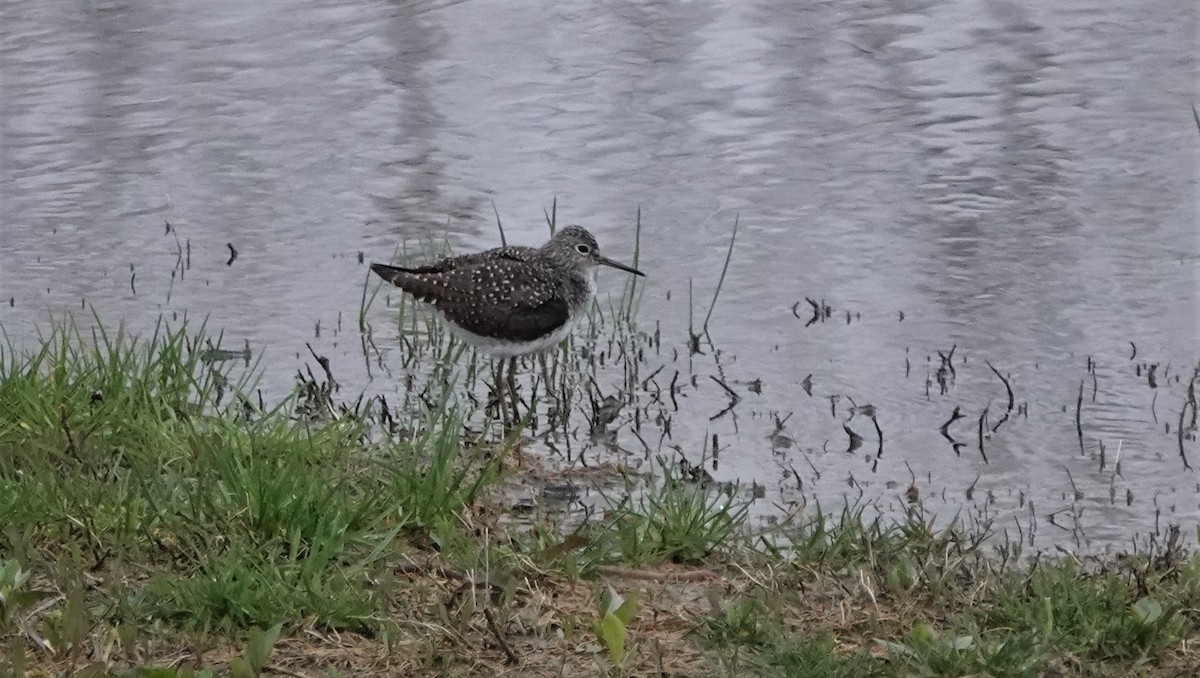 Solitary Sandpiper - ML445055251