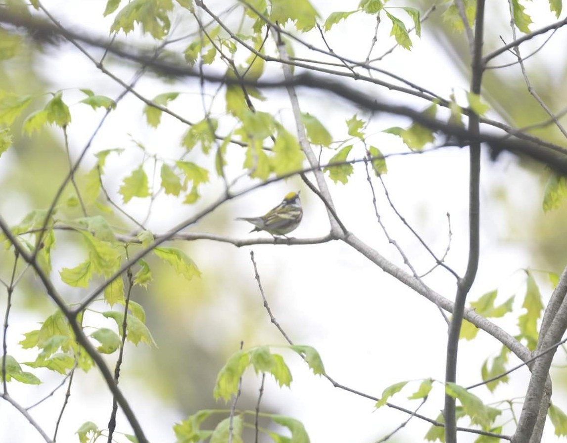 Chestnut-sided Warbler - ML445055261