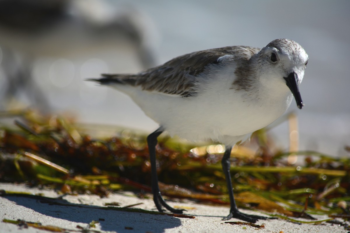 Bécasseau sanderling - ML44505651