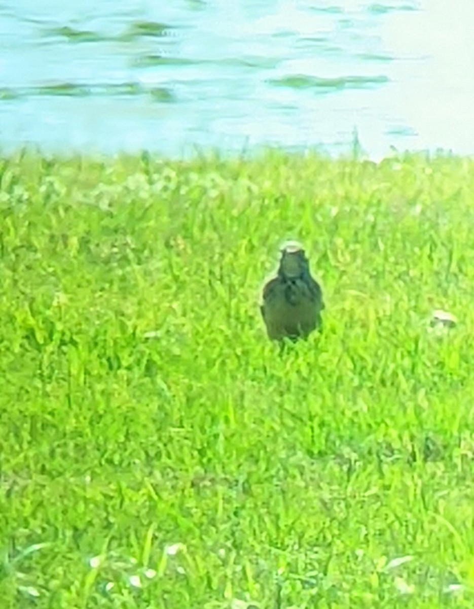 American Pipit - ML445056531