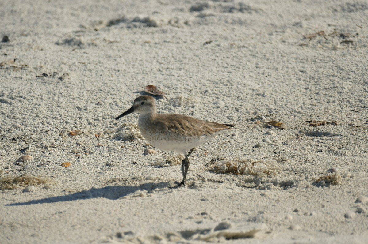 Red Knot - ML445057361