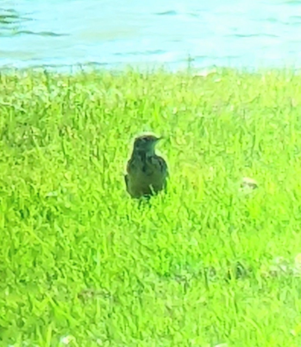American Pipit - ML445057541
